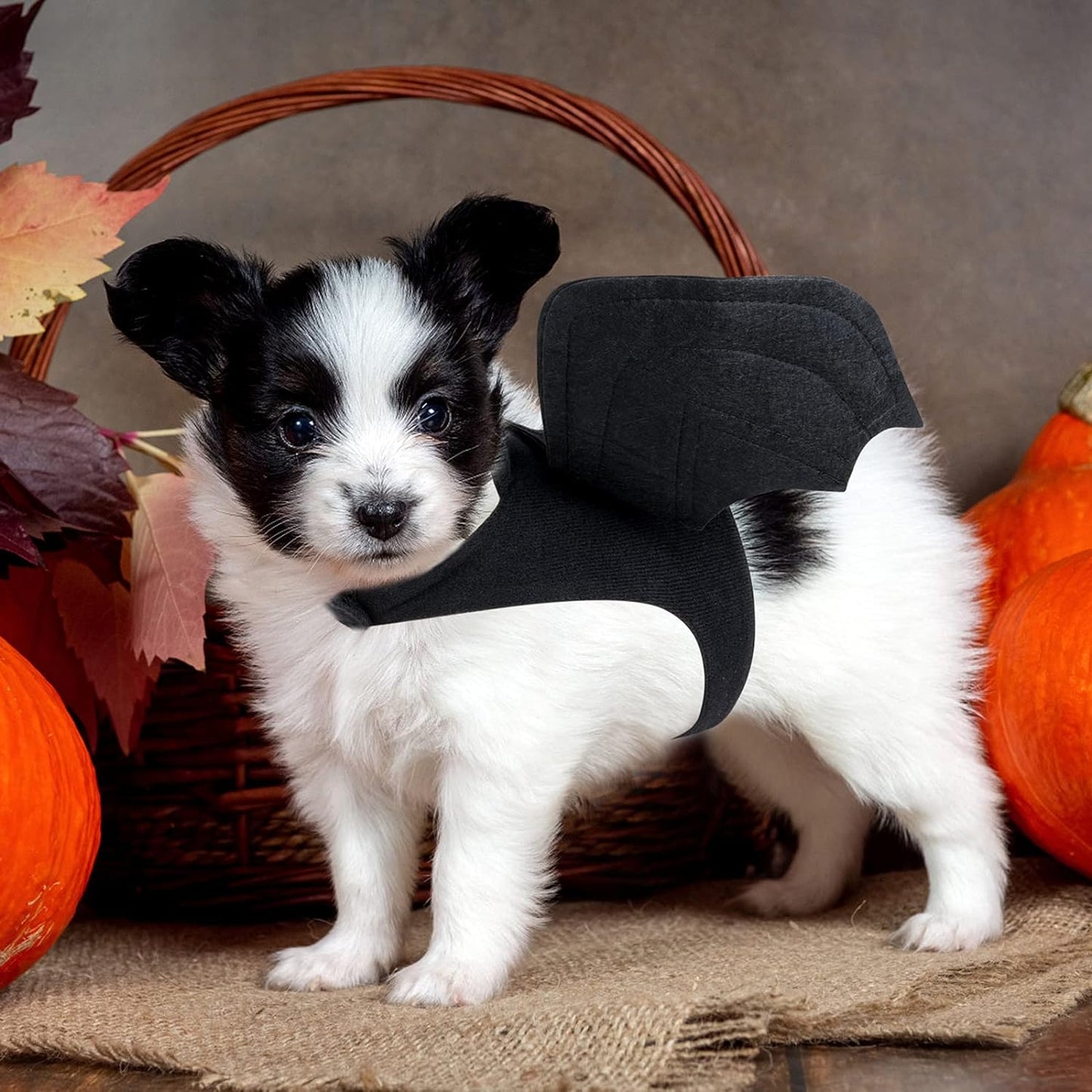 Dog & Cat Halloween Costume – Bat Wings for Parties
