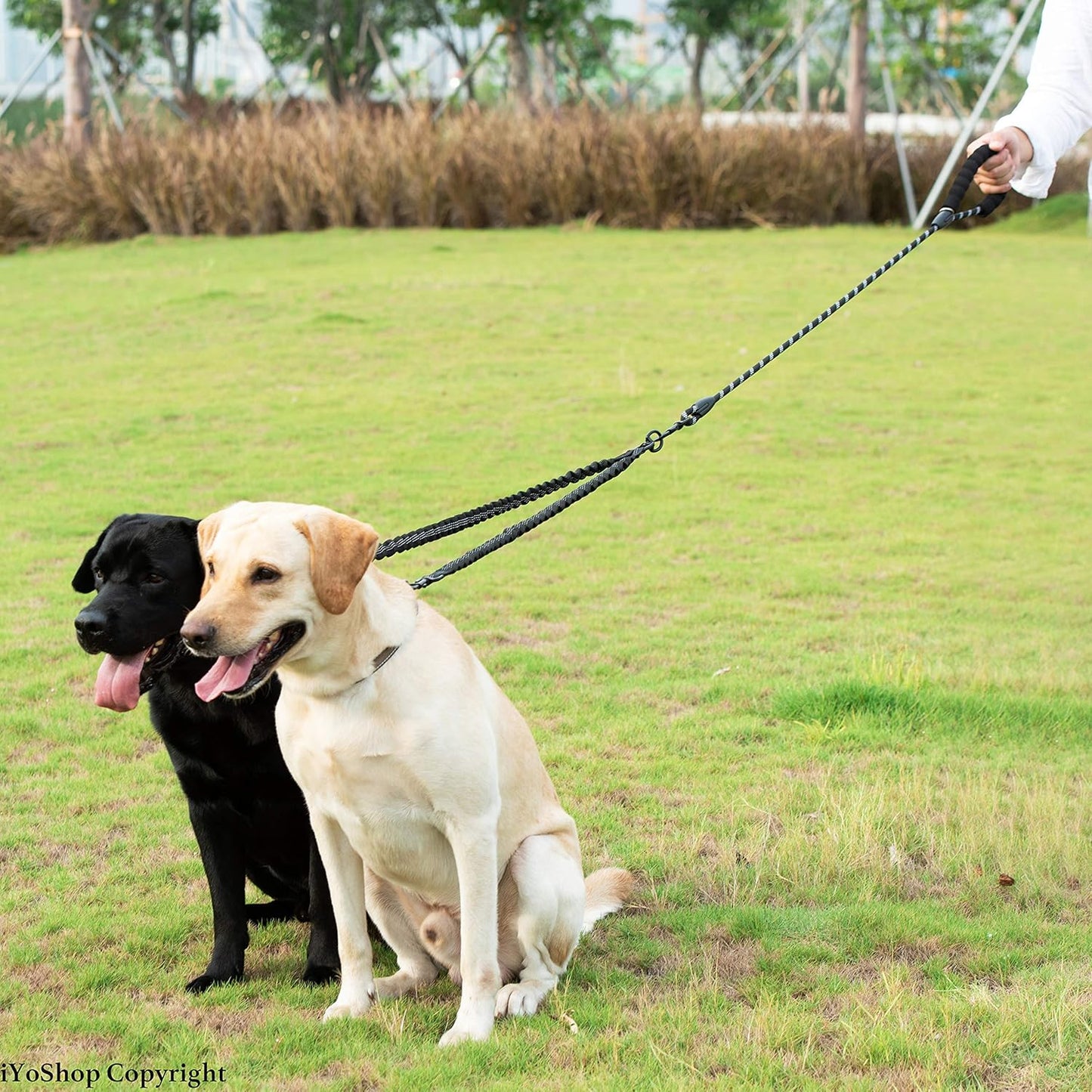 Dual Dog Leash: Tangle-Free & Shock Absorbing