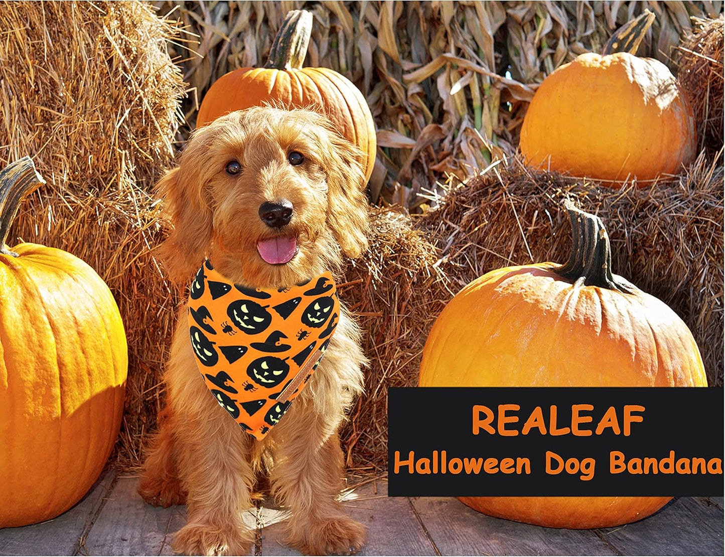 Halloween Dog Bandanas 2 Pack, Pumpkin and Spider Web Bibs (Large)