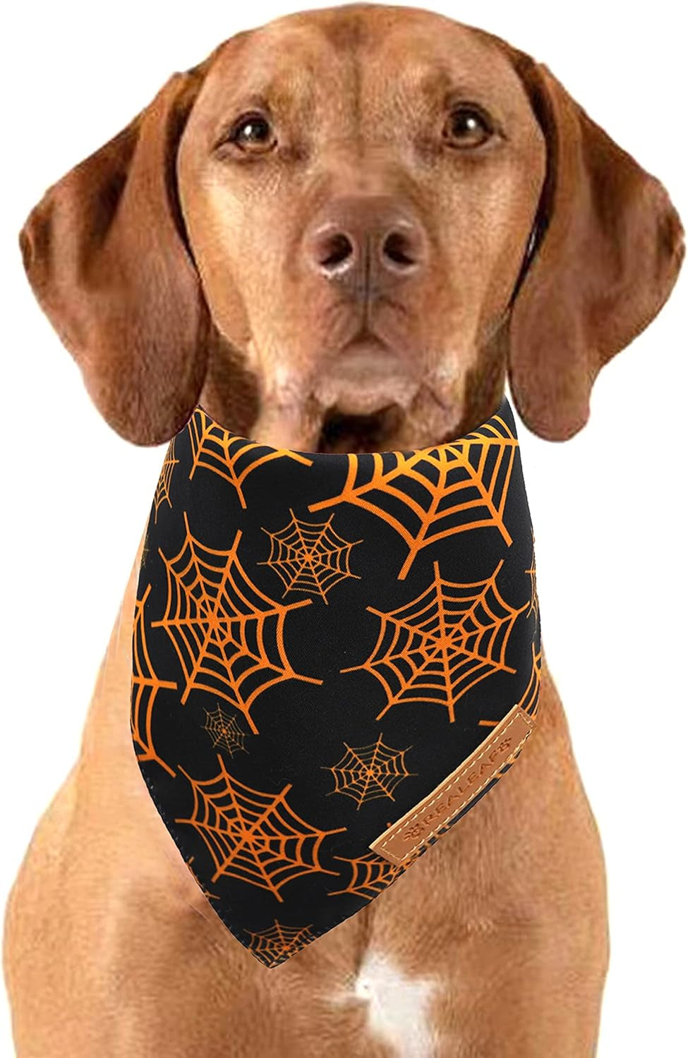 Halloween Dog Bandanas 2 Pack, Pumpkin and Spider Web Bibs (Large)