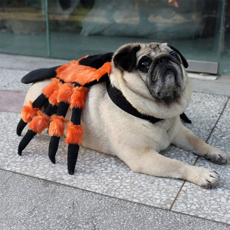 Halloween Pet Outfit – Creepy Spider Costume for Cats & Dogs