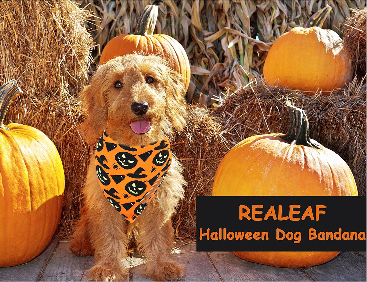 Halloween Dog Bandanas 2 Pack, Pumpkin and Spider Web Bibs (Large)