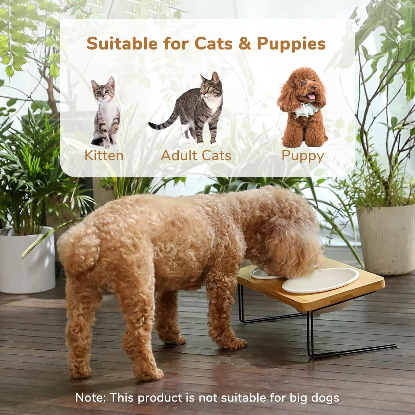 Elevated Cat Ceramic Bowls,  Feeder Set for Cats and Puppy